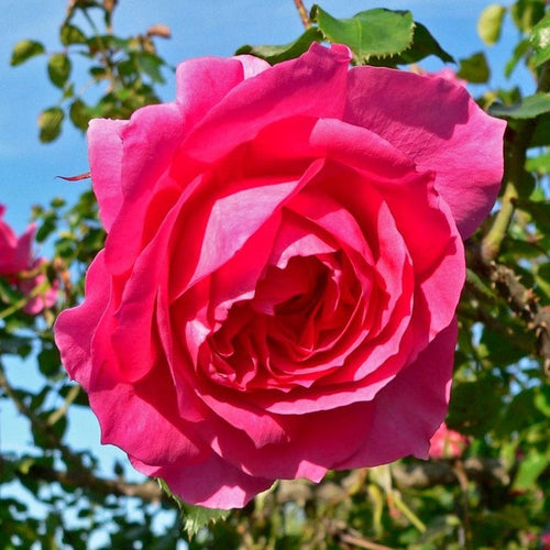 Climbing Rose 'Parade' | 4.5L Pot Shrubs