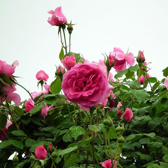 Climbing Rose 'Parade' | 4.5L Pot Shrubs