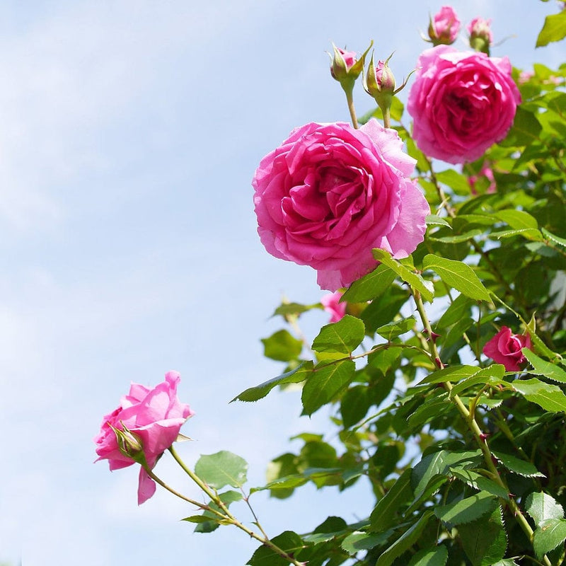 Climbing Rose 'Parade' | 4.5L Pot Shrubs