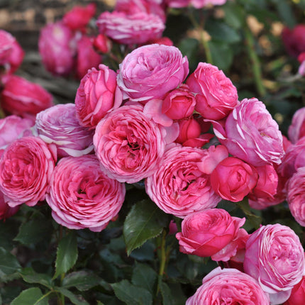 Roses For Shade Collection Shrubs