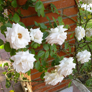 Climbing Rose 'Swan Lake' | 4.5L Pot Shrubs