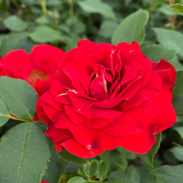 Shrub Rose 'Tara Reka®' | 4.5L Pot Shrubs