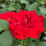 Shrub Rose 'Tara Reka®' | 4.5L Pot Shrubs