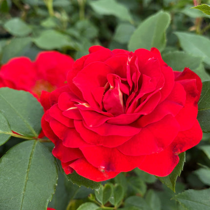 Shrub Rose 'Tara Reka®' | 4.5L Pot Shrubs