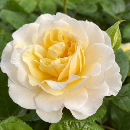 Shrub Rose 'Tisa Reka®' | 4.5L Pot Shrubs