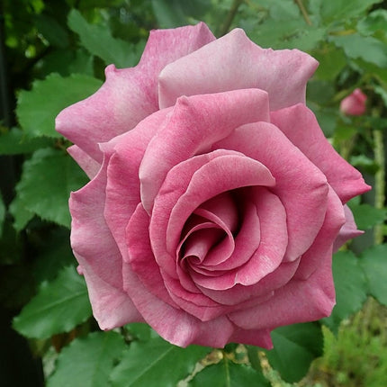 Climbing Rose 'Violette Perfume' | 4.5L Pot Shrubs