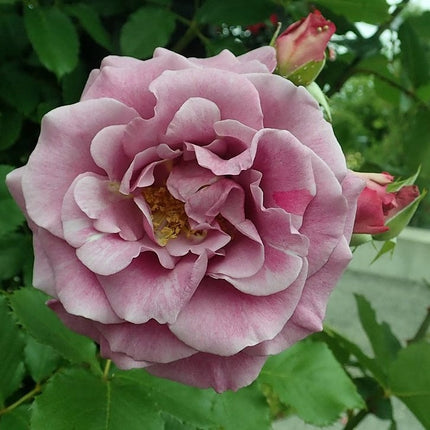 Climbing Rose 'Violette Perfume' | 4.5L Pot Shrubs