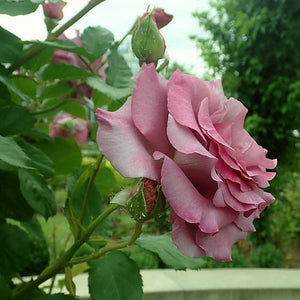 Climbing Rose 'Violette Perfume' | 4.5L Pot Shrubs