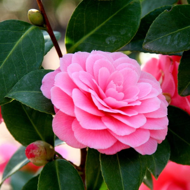 Camellia japonica 'Triumphans' Shrubs