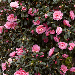 Camellia japonica 'Triumphans' Shrubs