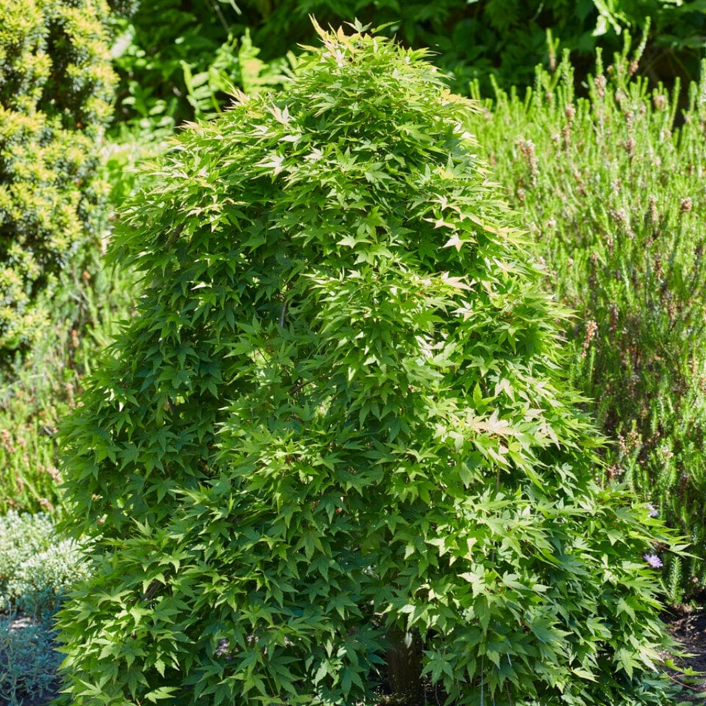 Japanese Maple Hedging | Acer palmatum
