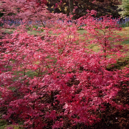 Japanese Maple | Acer palmatum Shrubs