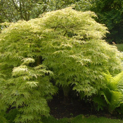 Japanese Maple | Acer palmatum Shrubs