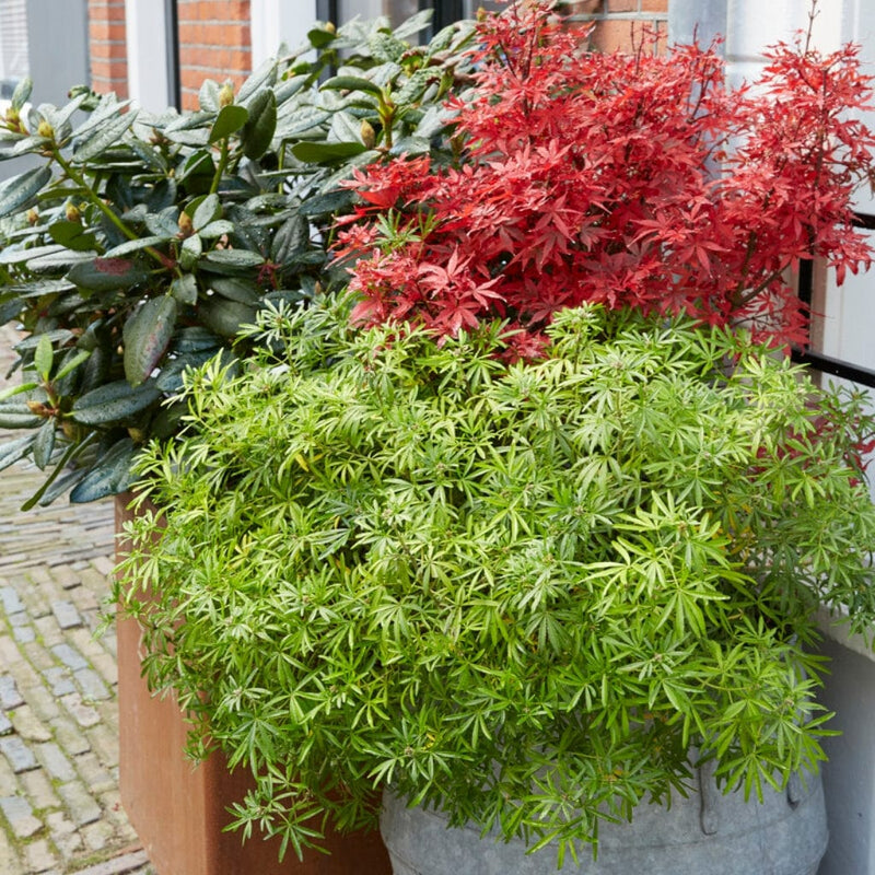 Japanese Maple | Acer palmatum Shrubs
