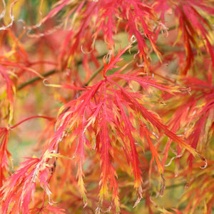 Japanese Maple | Acer palmatum Shrubs