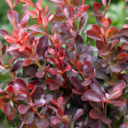 Purple Japanese Barberry | Berberis thunbergii 'Atropurpurea' Shrubs