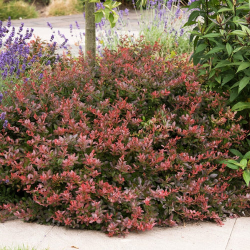 Purple Japanese Barberry | Berberis thunbergii 'Atropurpurea' Shrubs
