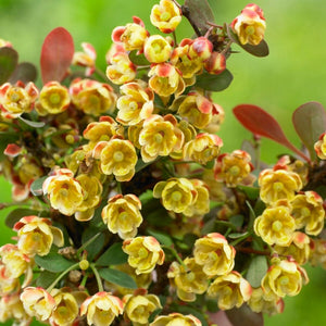 Purple Japanese Barberry | Berberis thunbergii 'Atropurpurea' Shrubs