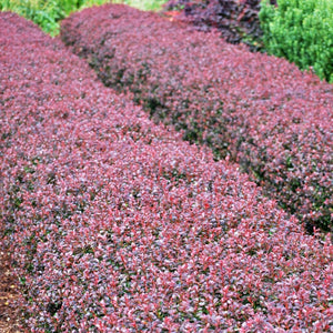 Purple Japanese Barberry | Berberis thunbergii 'Atropurpurea' Shrubs