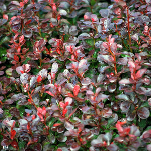 Purple Japanese Barberry | Berberis thunbergii 'Atropurpurea' Shrubs