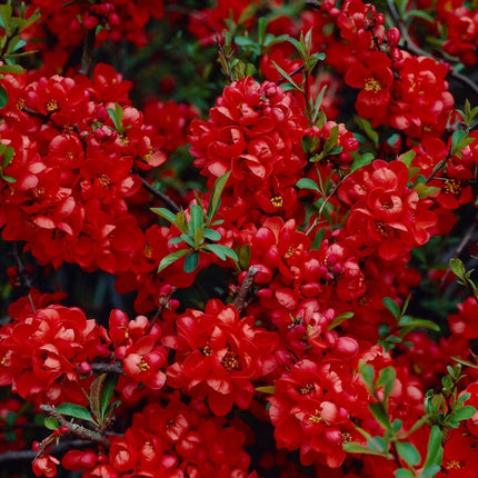 Japanese Quince | Chaenomeles japonica Shrubs