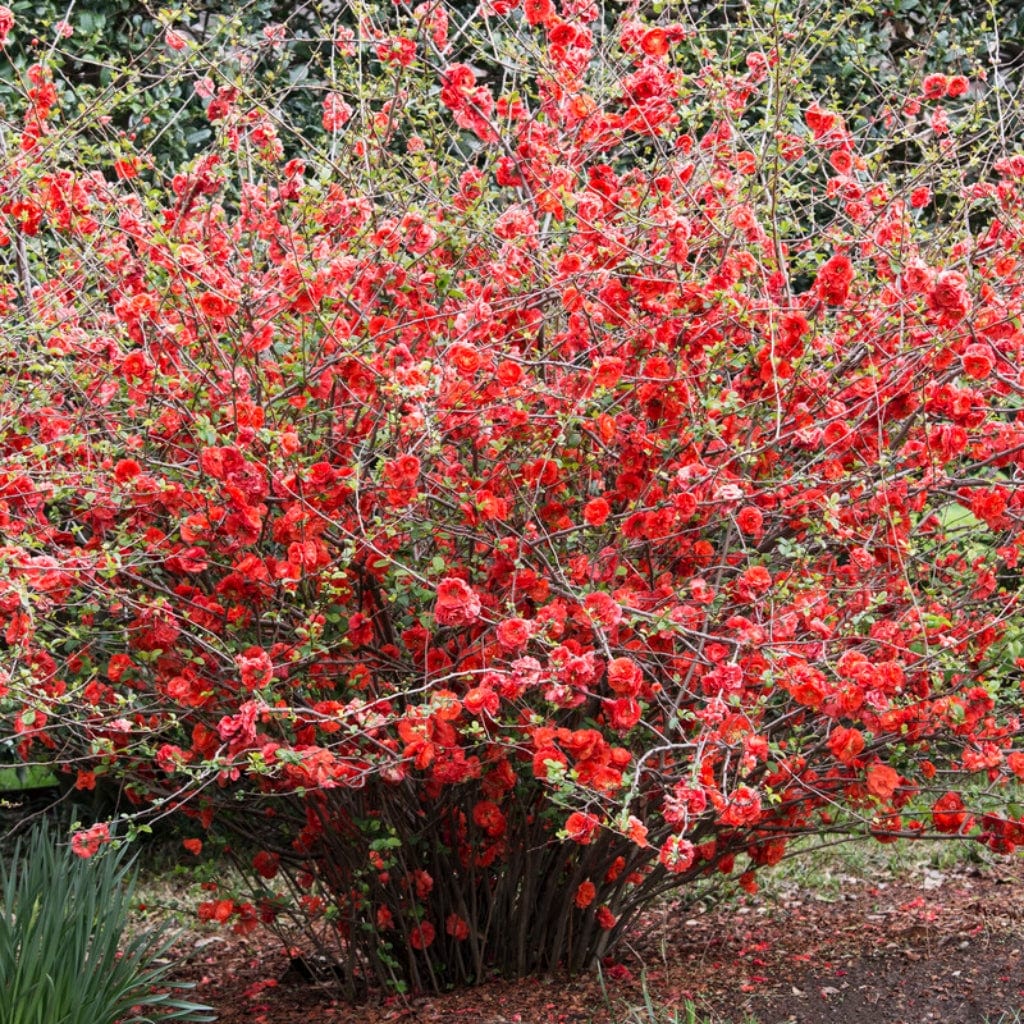Japanese Quince Hedging Chaenomeles Japonica Roots Plants japanese-quince-hedging-chaenomeles-japonica-roots-plants