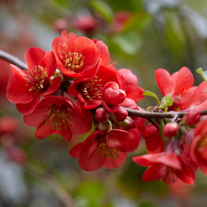Japanese Quince | Chaenomeles japonica Shrubs