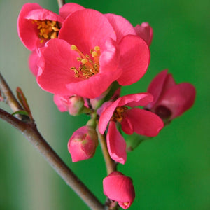 Japanese Quince | Chaenomeles japonica Shrubs