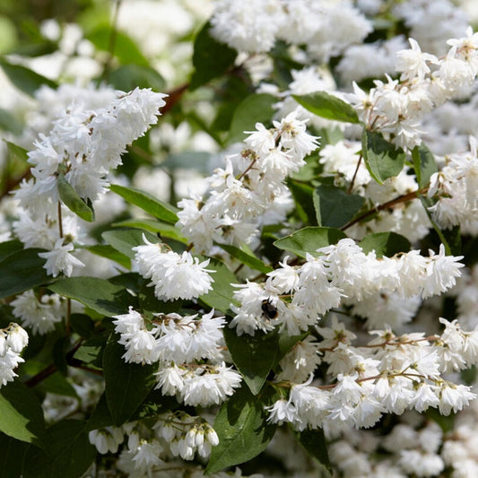 Deutzia scabra Shrubs