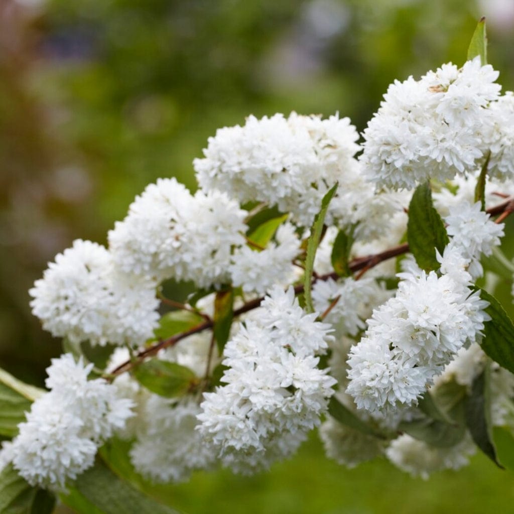 Scabra Rzb Deutzia scabra Hedging – Roots Plants