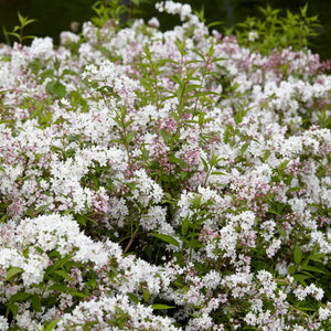 Deutzia scabra Shrubs