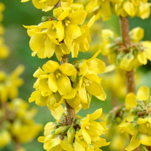 Early Spring Flowering Shrub Collection Shrubs