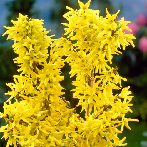 Golden Bells | Forsythia intermedia 'Spectabilis' Shrubs