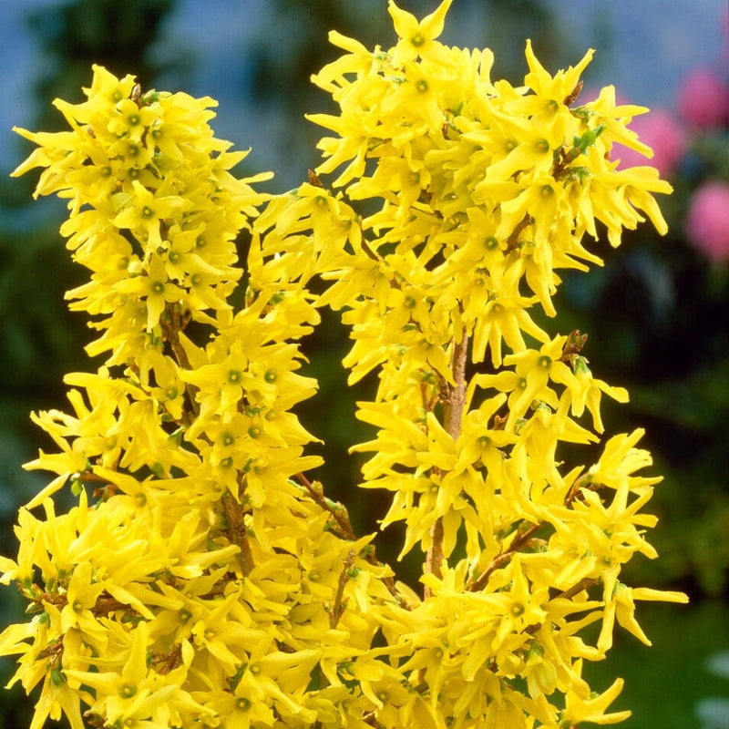 Golden Bells | Forsythia intermedia 'Spectabilis' Shrubs