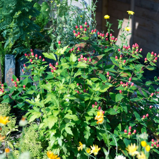 St John's Wort  | Hypericum inodorum Shrubs