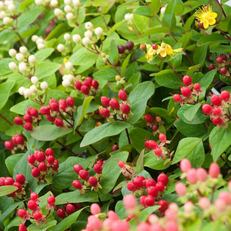 St John's Wort  | Hypericum inodorum Shrubs