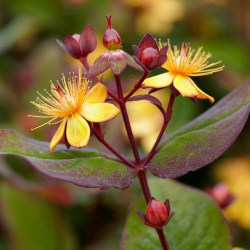 St John's Wort  | Hypericum inodorum Shrubs
