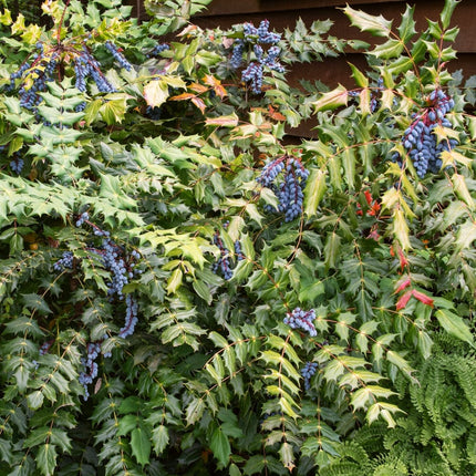 Oregon Grape | Mahonia aquifolium Shrubs