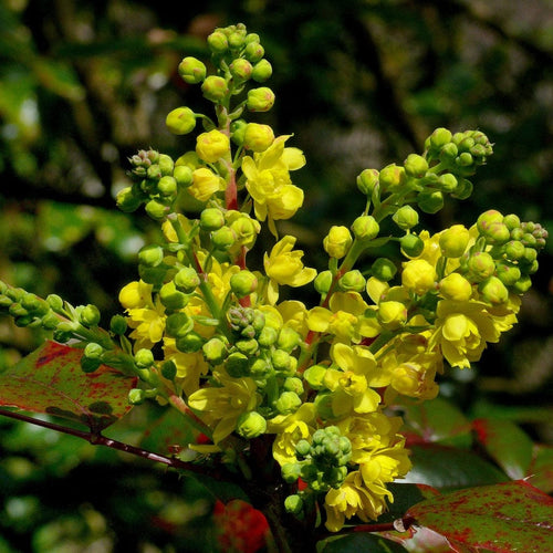 Early Spring Flowering Shrub Collection Shrubs