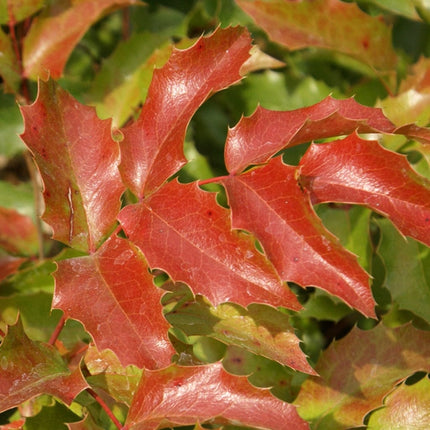 Oregon Grape | Mahonia aquifolium Shrubs