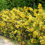 Oregon Grape Hedging | Mahonia aquifolium Shrubs