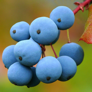 Oregon Grape | Mahonia aquifolium Shrubs