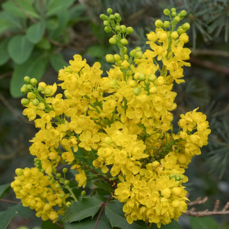 Oregon Grape Hedging | Mahonia aquifolium Shrubs