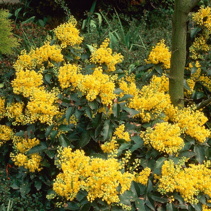 Oregon Grape Hedging | Mahonia aquifolium Shrubs