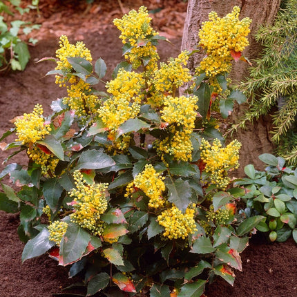 Oregon Grape Hedging | Mahonia aquifolium Shrubs