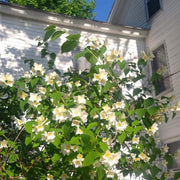 Mock Orange | Philadelphus 'Virginal' Shrubs