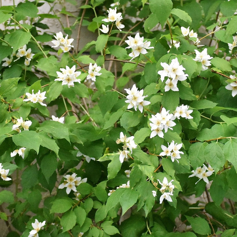 Mock Orange | Philadelphus 'Virginal' Shrubs