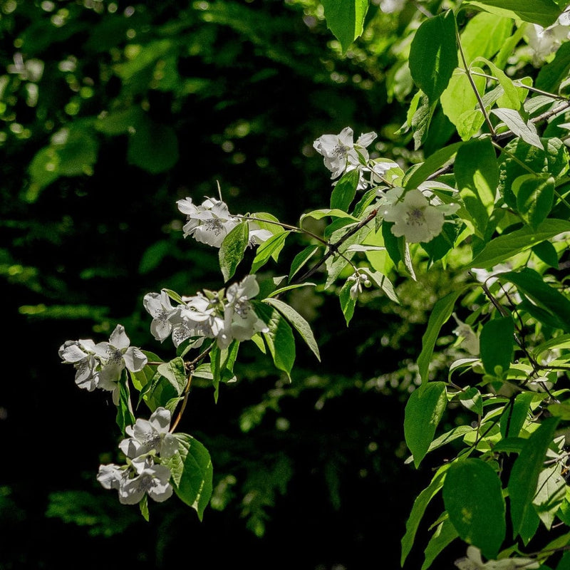 Mock Orange | Philadelphus 'Virginal' Shrubs