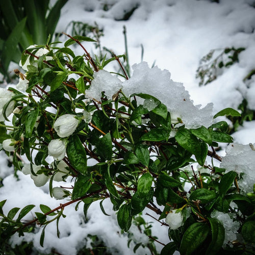 Mock Orange | Philadelphus 'Virginal' Shrubs