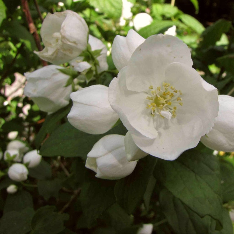 Mock Orange | Philadelphus 'Virginal' Shrubs